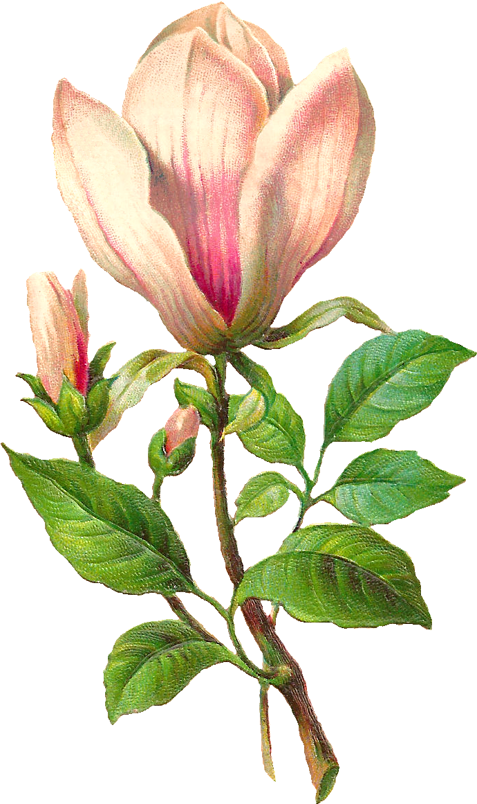 Antique Images - Botanical Illustration (768x1235)