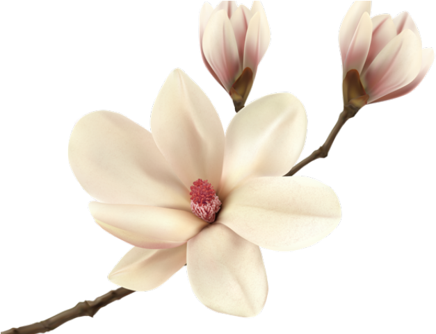 White Flower Clipart Magnolia - Magnolia Flower (640x480)