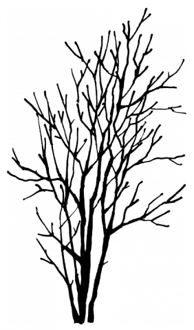 282 X 480 2 - Magnolia Virginiana Drawing (282x480)