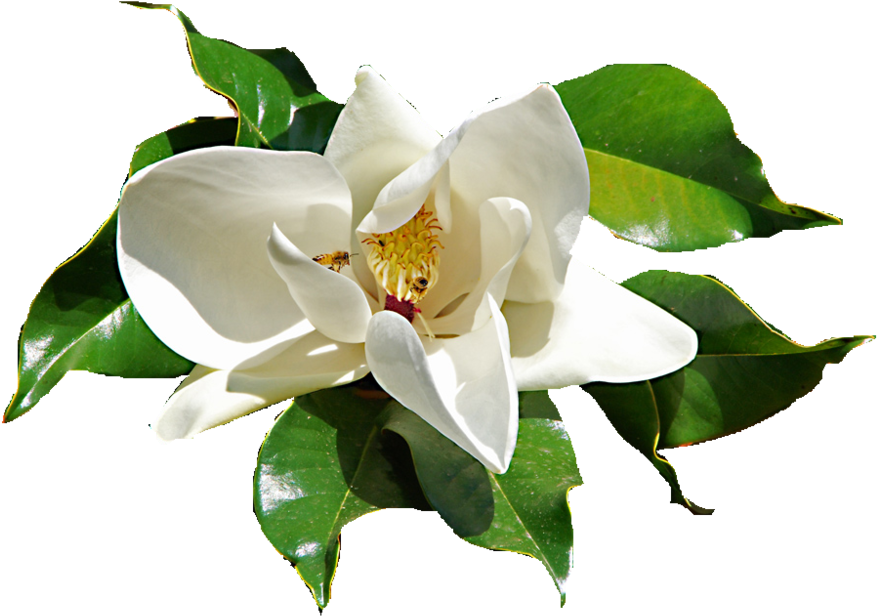 Library Sacred Blossoms Daphne Ⓒ - Gardenia Flower Png (1000x1000)