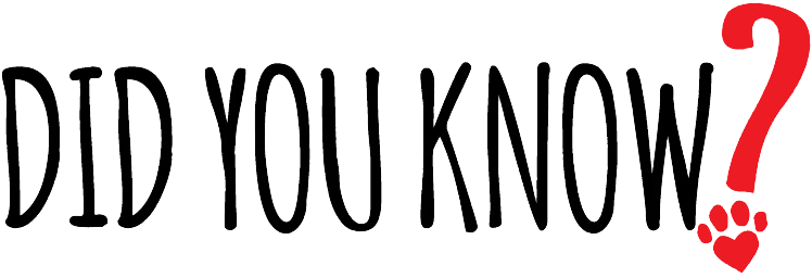 Ivy Bean, After A Five Year Hiatus, Is Back With Book - Did You Know (840x288)