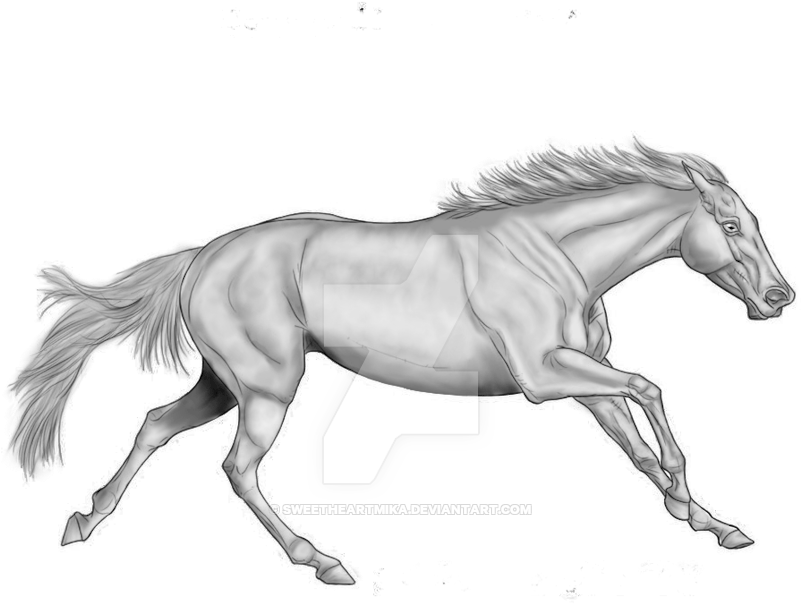 Greyscale By Sweetheartmika On Deviantart - Stallion (800x800)
