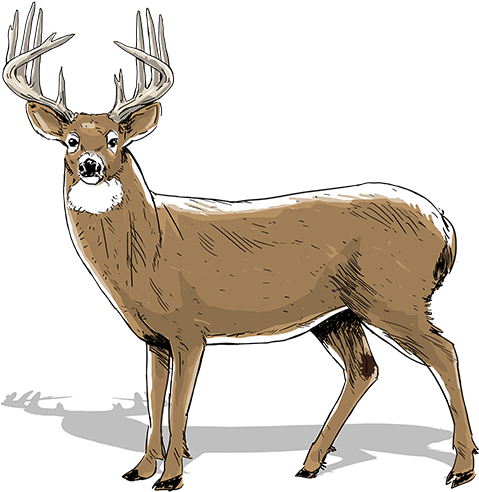 White Tailed Deer Clipart Big Buck - 3 1 2 Year Old Deer (480x505)