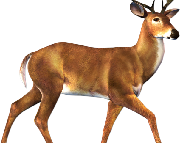 Buck Clipart Transparent - Deer Animal Clipart (640x480)