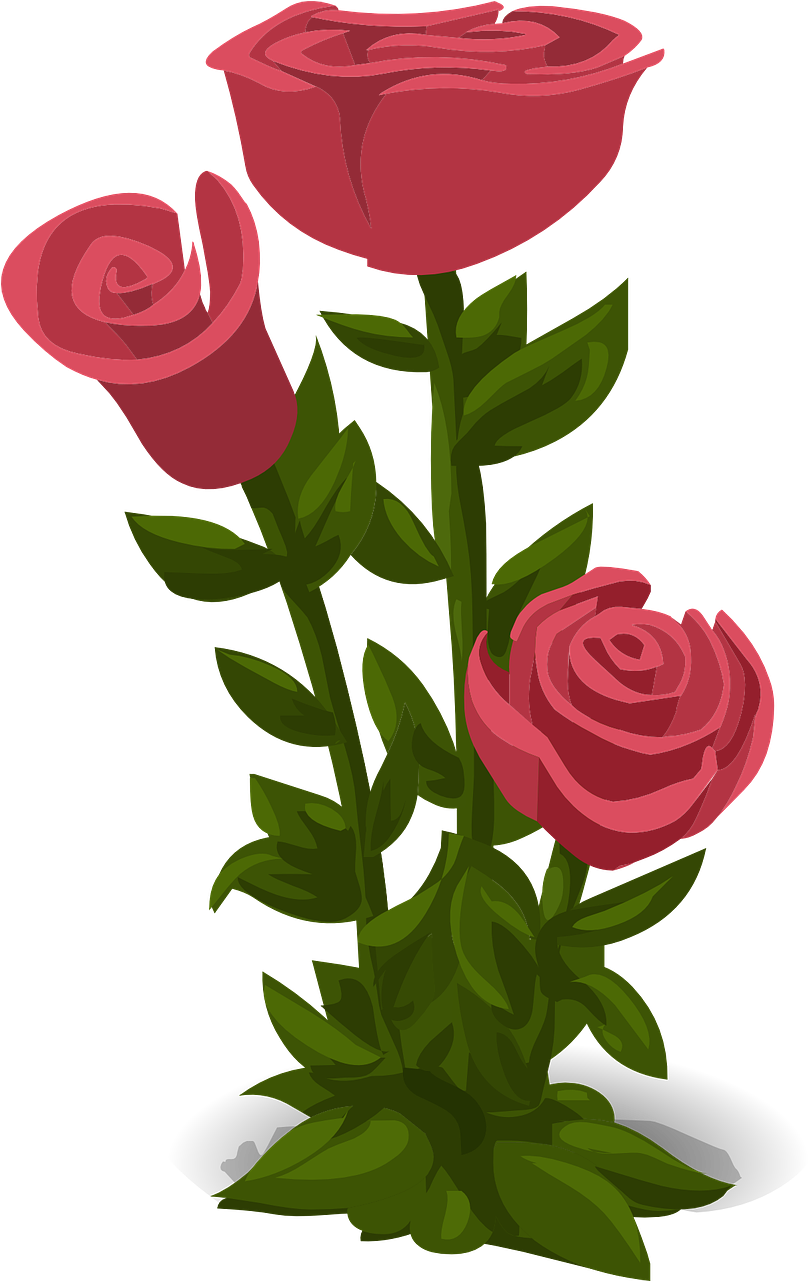 Wedding, Roses, Pink, Flowers, Floral, Nature - Hoa Hong Vector (808x1281)