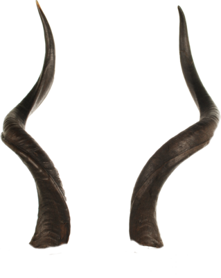 Psd Detail Horns Official Psds - Horns With Transparent Background (319x400)