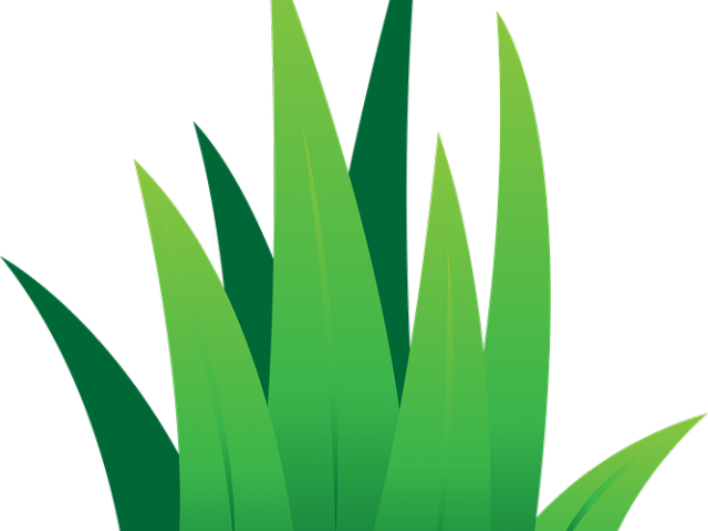 Lawn Clipart Leaves Grass - Agave (640x480)