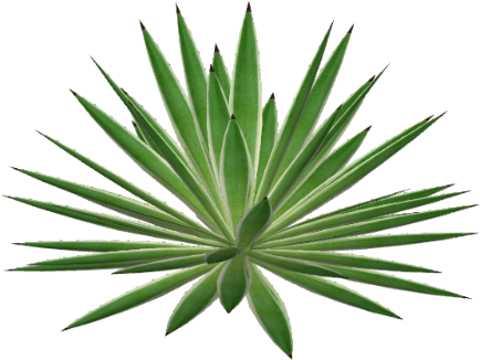 Agave Png - Herbaceous Plant (480x480)