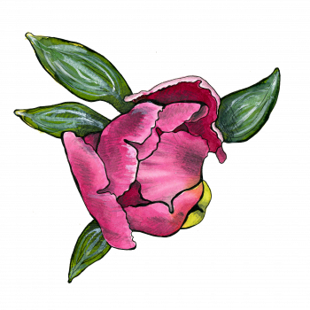 Peony Blossom - Japanese Camellia (350x350)