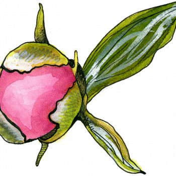 Peony Bud - Rosa Glauca (350x350)