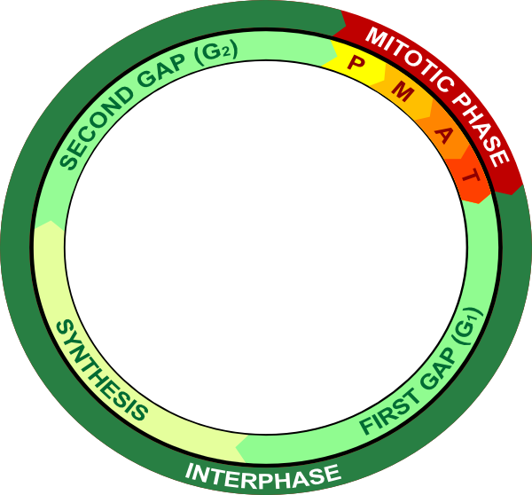 Prophase Of Mitosis (600x558)