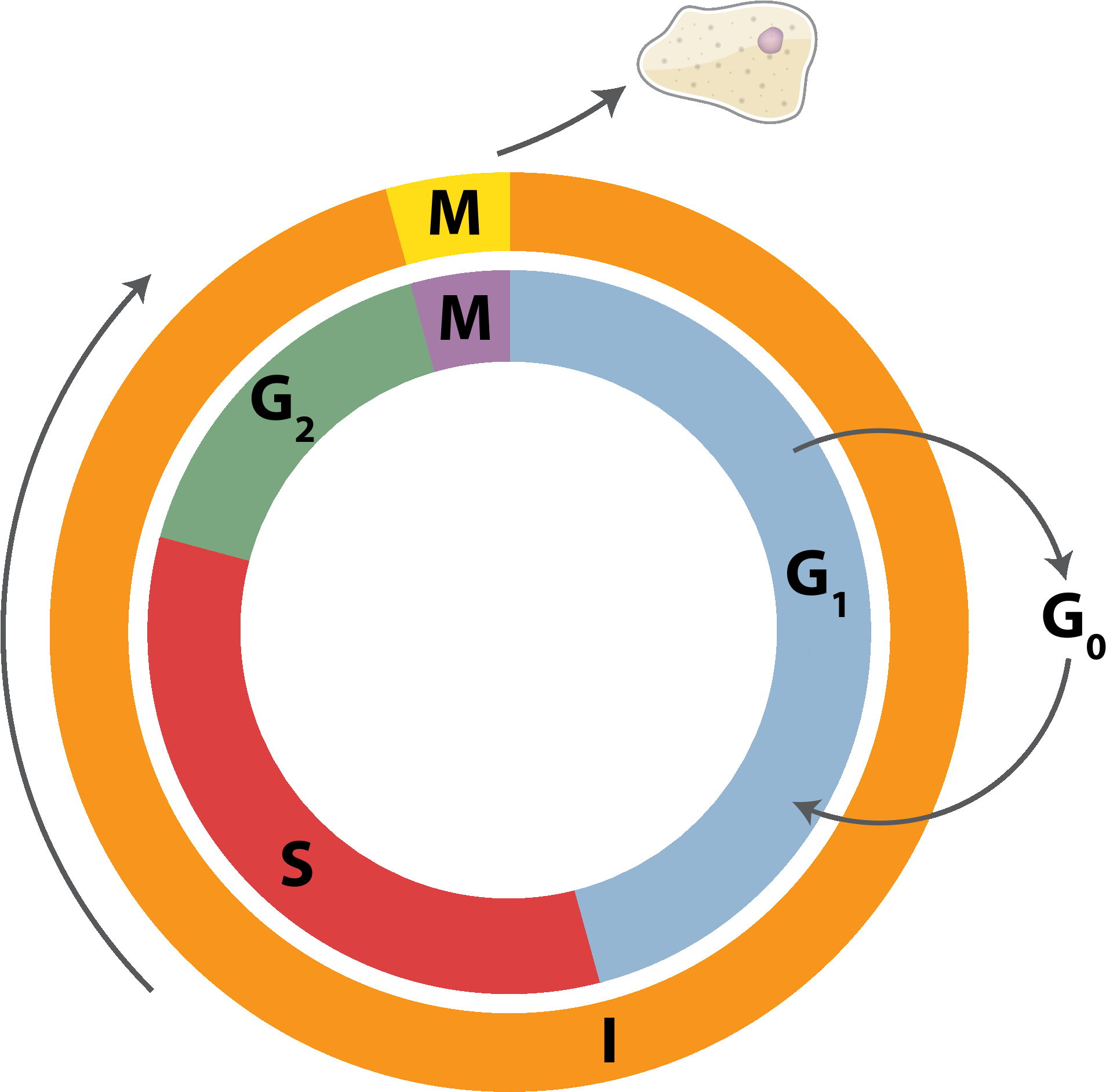 Cell Cycle Division Mitosis - Cell Cycle Png (1986x1992)