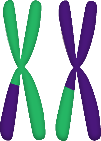 During Prophase I, Parts Of The Chromosomes "cross - During Prophase I, Parts Of The Chromosomes "cross (426x595)
