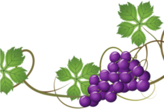 Vineyard Clipart Grape Cluster - Grape Vines Png (640x480)