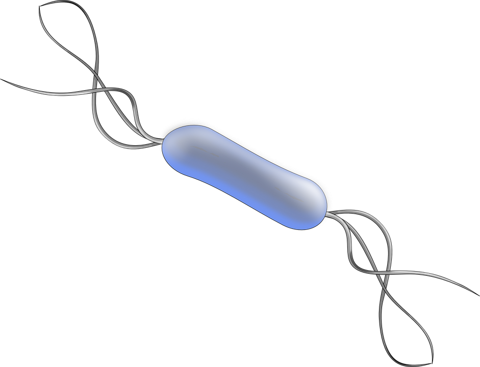 Bacillus, Bacteria, Biology, Microbiology - Listeria Clipart (941x720)