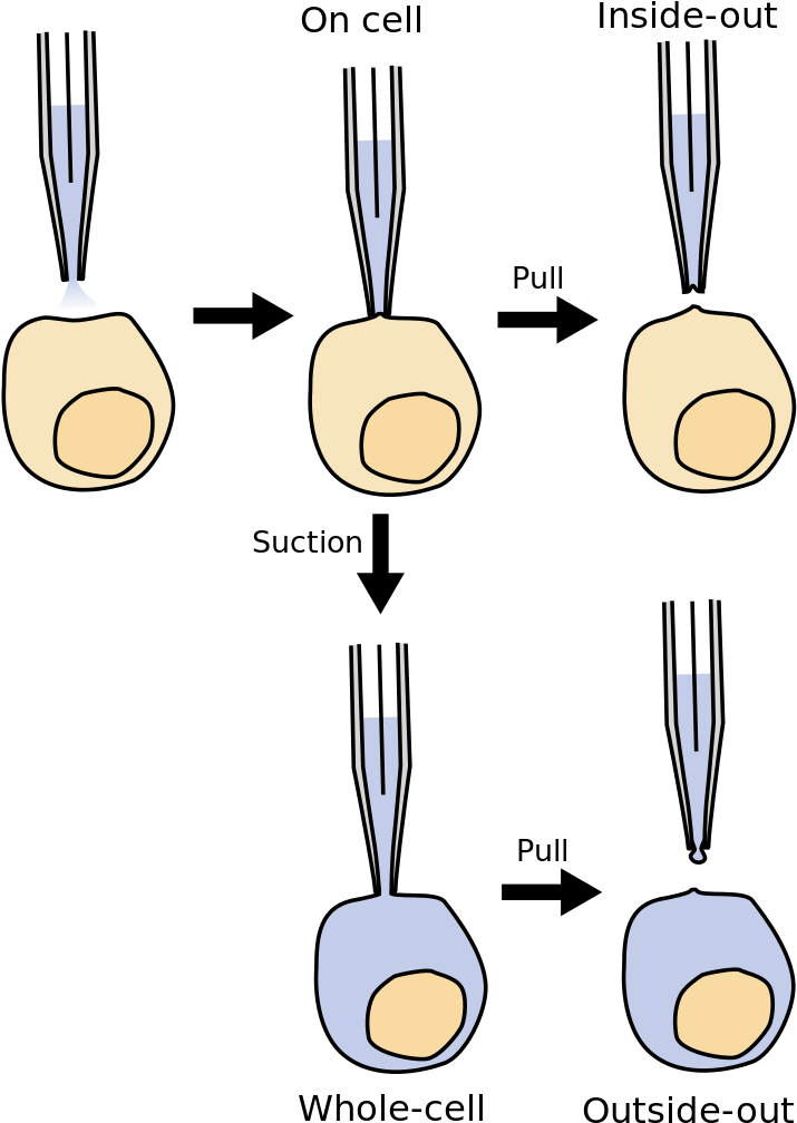 File - Patchmodes - Svg - Patch Clamp Technique Pdf (715x1024)