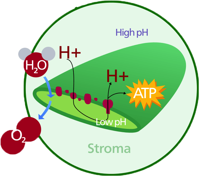 Chloroplast Diagram Chlorophyll - Chloroplast Located In A Plant (692x639)