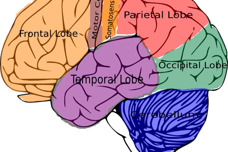 Vector Freeuse Download Wallpaper Full Wallpapers The - Brain Pic Black And White (450x300)