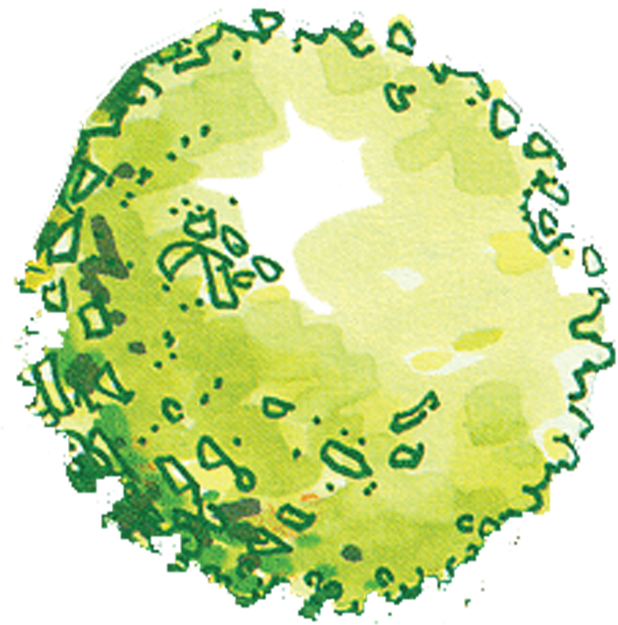 Curious Architecture Tree Transprent Png Free Download - Plan Of Trees Png (900x900)