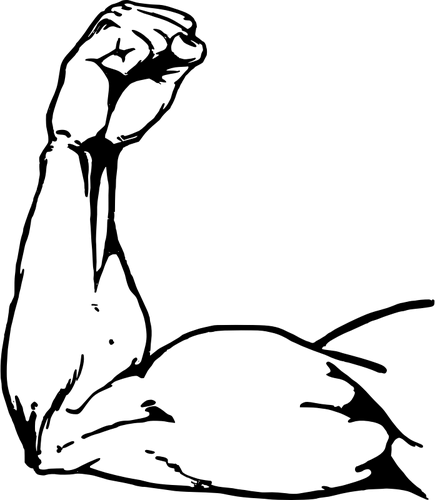 42 Muscle Free Clipart - Arm Muscle Drawing (435x500)