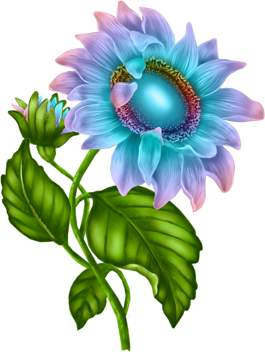 Flower Clipart, Sunflowers, Clip Art, Christmas Angels, - Common Peony (541x719)