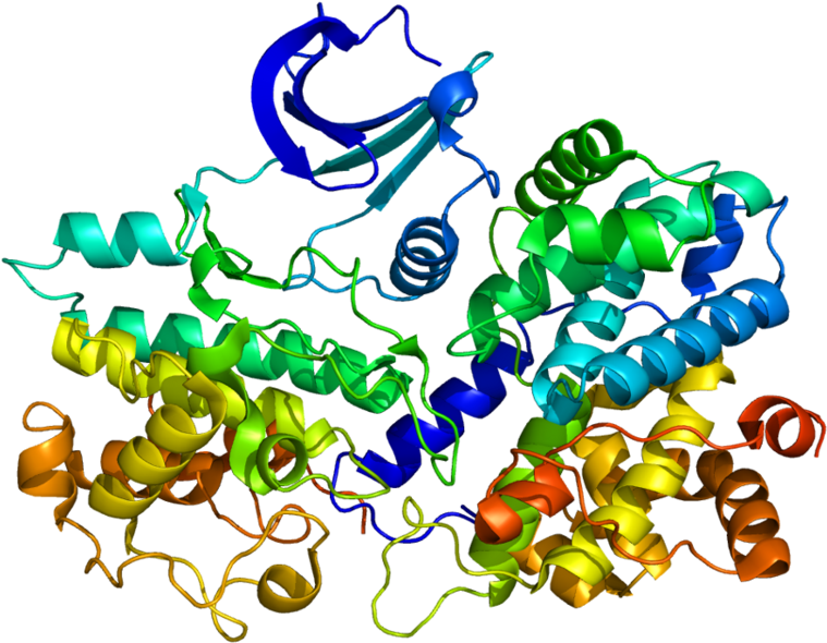 Cyclin Protein (800x631)
