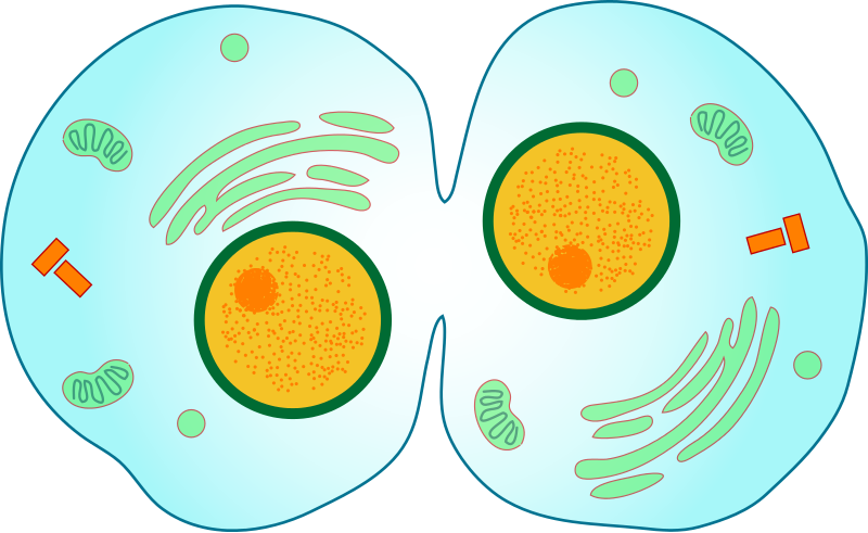 Mitosis Cytokinesis (800x491)