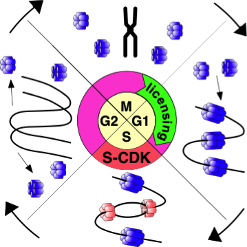 In Order For Cell Division To Produce Two Daughter - Circle (359x359)