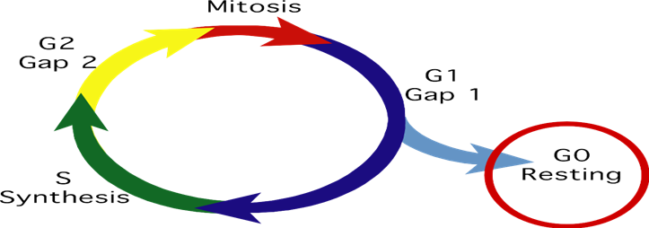Some Cells, Such As Neurons, Appear To Stay Permanently - Some Cells, Such As Neurons, Appear To Stay Permanently (723x254)