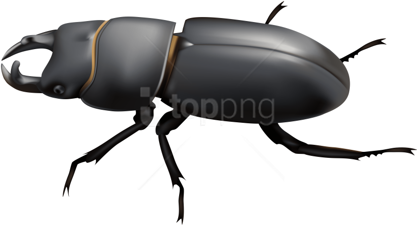 Free Png Download Beetle Clipart Png Photo Png Images - Beetle Clipart Png (850x462)