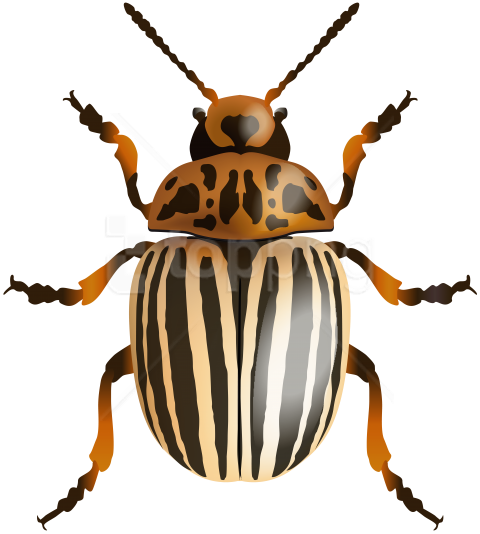 Free Png Download Beetle Image Clipart Png Photo Png - Leaf Beetle (480x534)