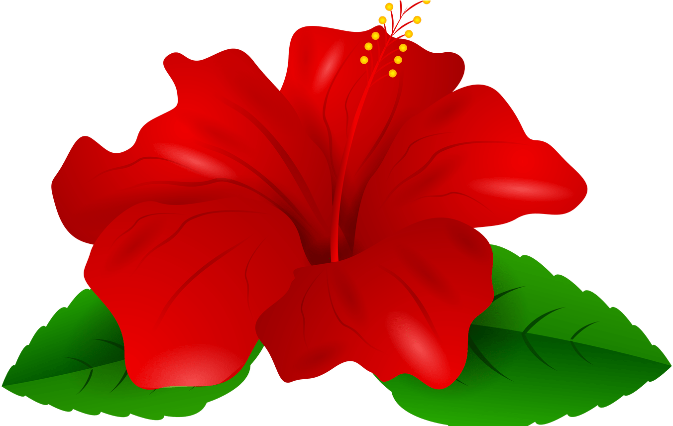 Red Hibiscus Transparent Png Clip Art Gallery Yopriceville - Transparent Background Hibiscus Png (1368x855)