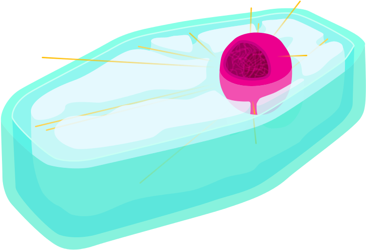 Plant Cell S Phase And Second Gap - Diagram (800x531)
