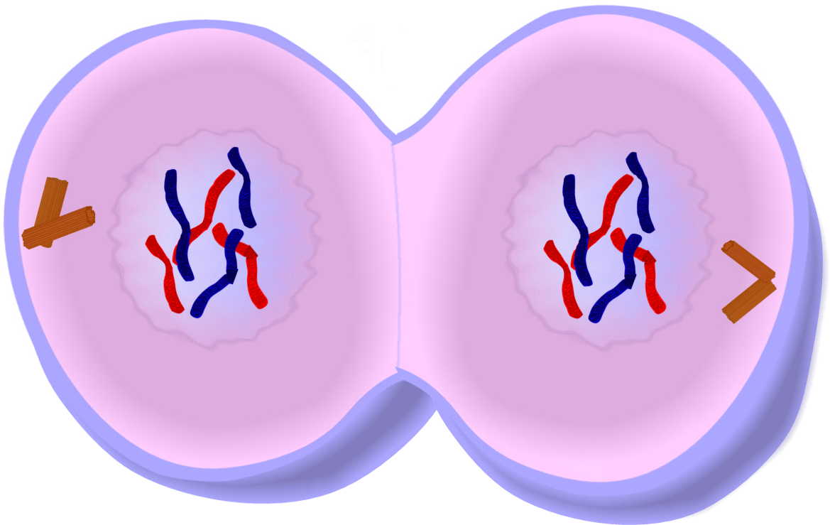 Cytokinesis - Separate Nucleus From Cytoplasm (1228x752)