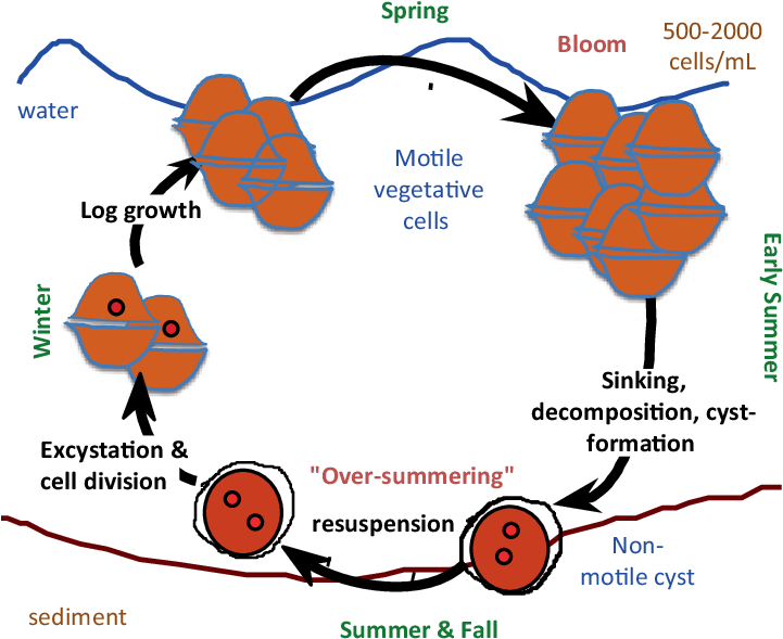 3 A Schematic Representation Of The Annual Cycle Of - Peridinium Life Cycle (723x595)