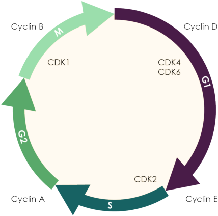 Cdk 4/6 And Cell Proliferation - Cell Cycle Cdk6 (610x440)