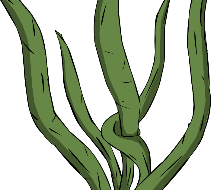 Kelp Drawing Macrocystis Pyrifera - Seaweed Clipart Transparent Background (917x630)