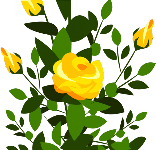 Yellow Rose Clipart Rose Plant - Yellow Roses Transparent Background (640x480)