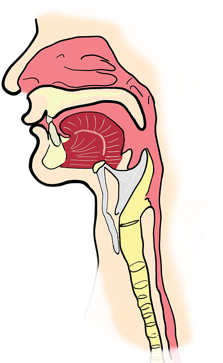 The Larynx, The Pharynx, Anatomy, Human, Mouth - Laringe (526x720)