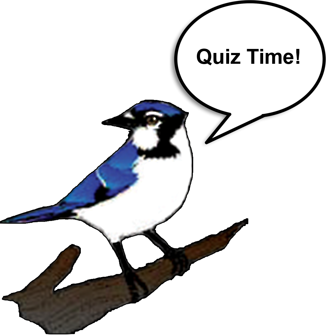 Test Your Knowledge - Blue Jay Vector Png (1053x1082)
