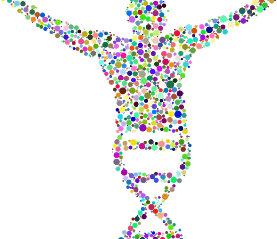 Dna Structure Clipart Clipart Transparent Background - Adn Png (640x480)