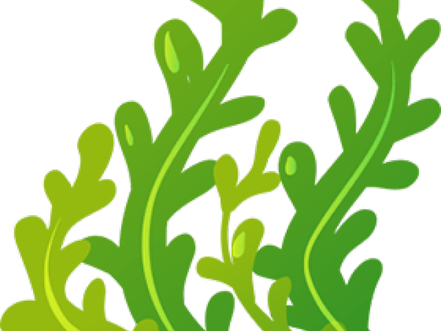 Bubble Clipart Seaweed - Clip Art Sea Weeds (640x480)