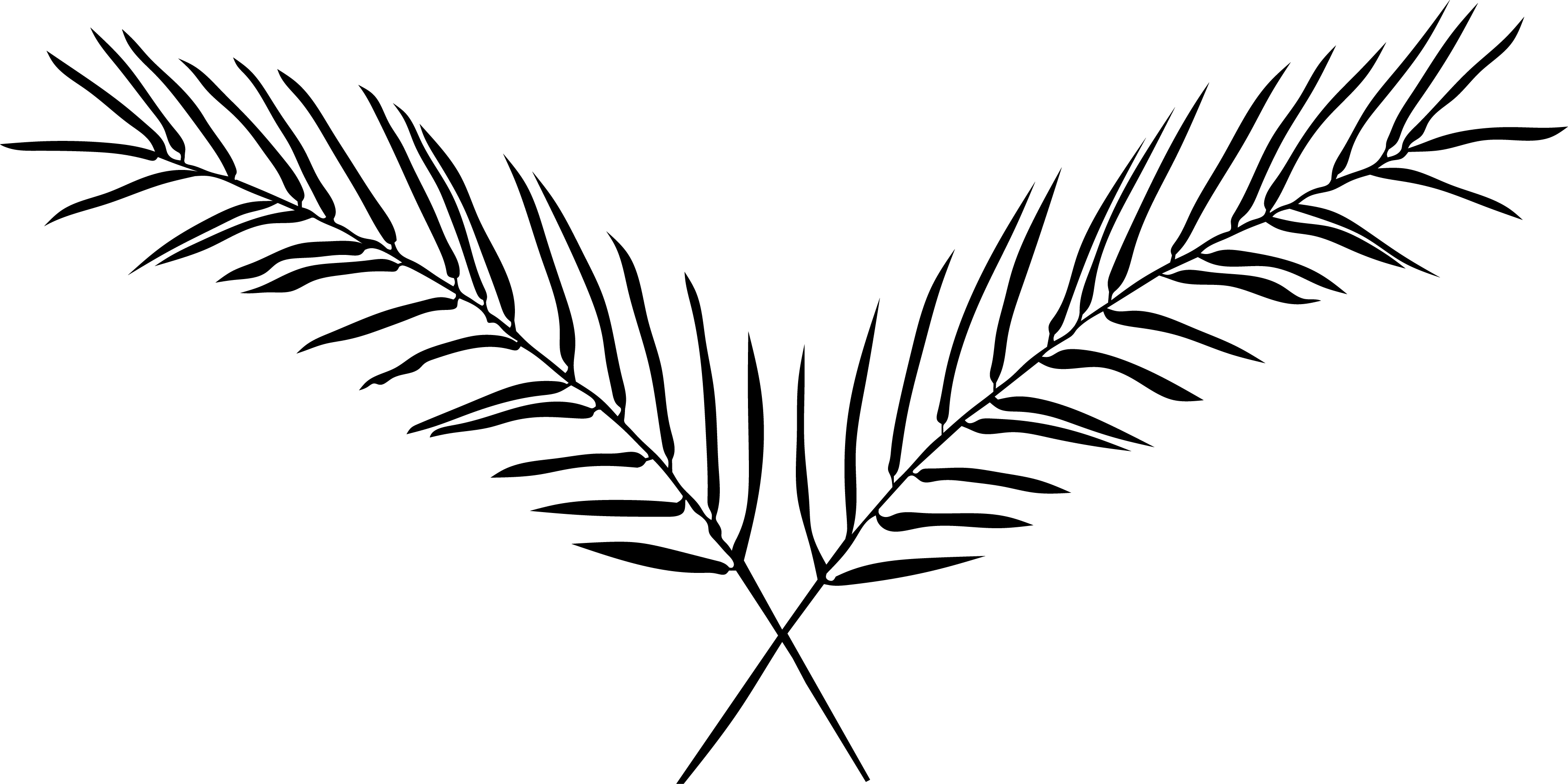 Palma Brand - Palma Brand (3505x1753)