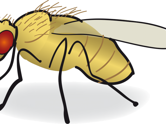 Fly Clipart Drosophila Melanogaster - Fruit Fly Drawing (640x480)