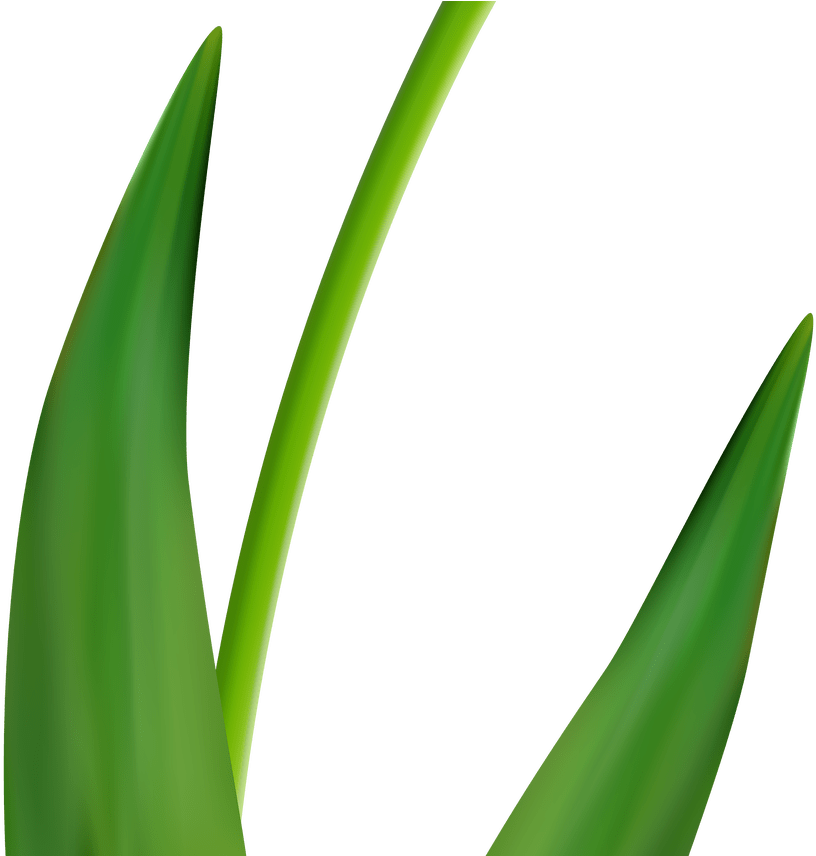 Yellow Tulip Transparent Clip Art Image Gallery Yopriceville - Grass (1368x855)