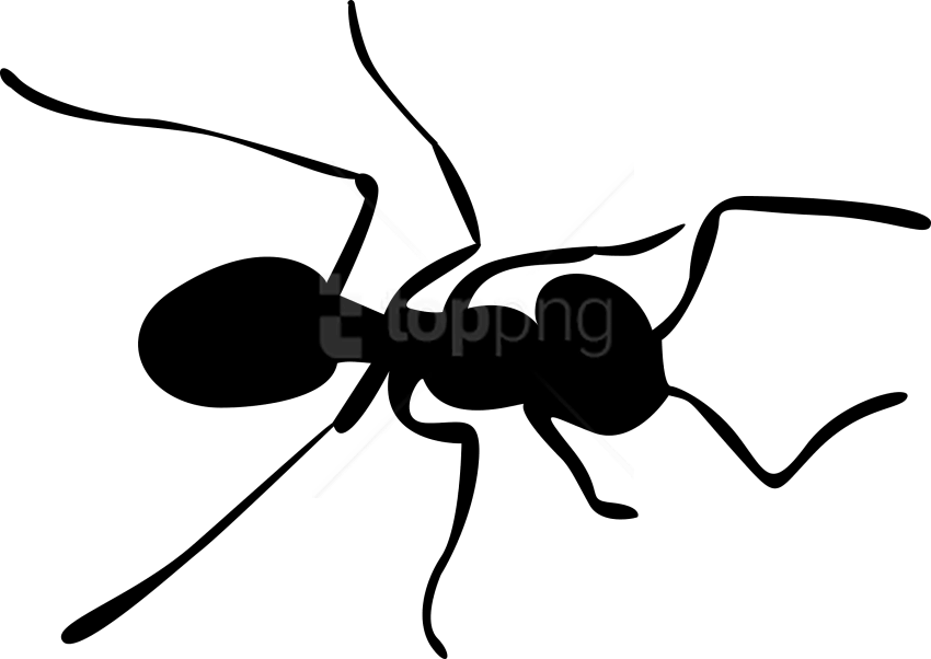 Free Png Images - Ant Clipart Png (850x602)