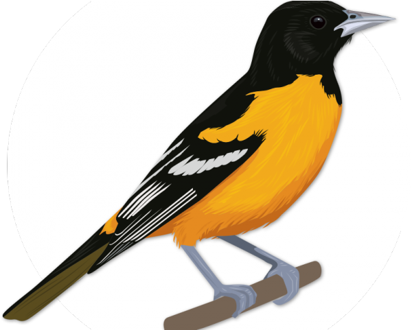Theodore Roosevelt Clipart Bird - Oriole (640x480)