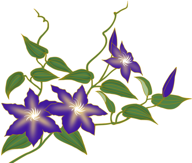 Enredadera De Flores Png - Flower Vine Blank Background (700x579)