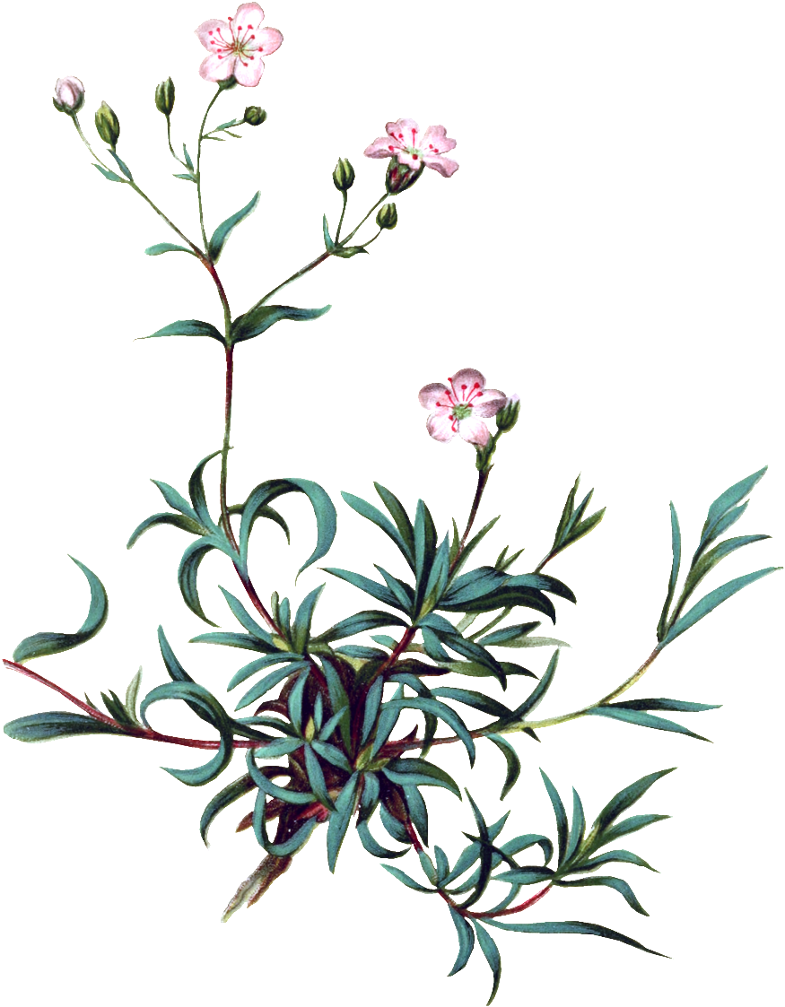 Pintado A Mano De Vivid Flor Planta Flores Png Transparente - Baby's Breath Botanical Illustration (875x1123)
