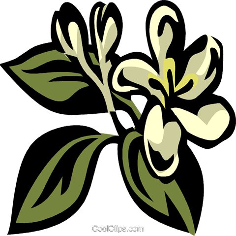 Honeysuckle Royalty Free Vector Clip Art Illustration - Honeysuckle Royalty Free Vector Clip Art Illustration (480x479)